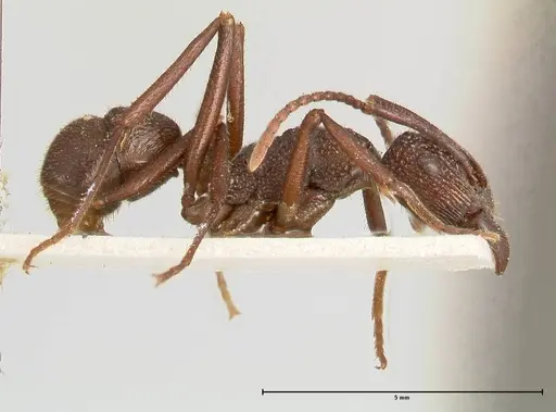Rhytidoponera laciniosa specimen FOCOL0400 image focol0400_4