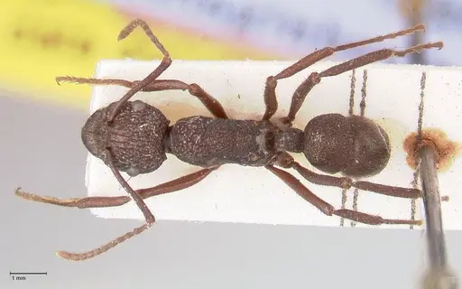 Rhytidoponera laciniosa specimen FOCOL0895 image focol0895_1