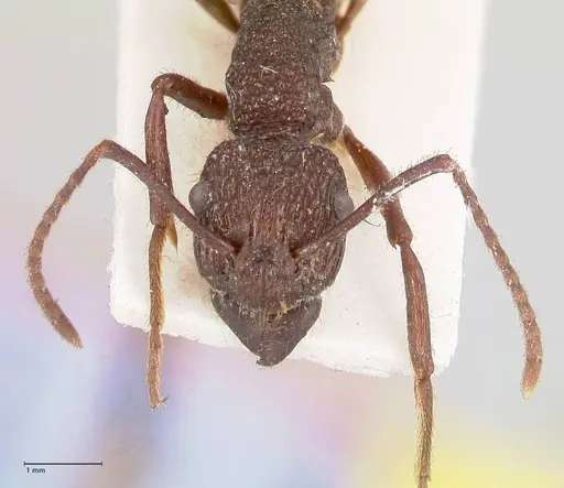 Rhytidoponera laciniosa specimen FOCOL0895 image focol0895_2