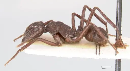 Rhytidoponera laciniosa specimen FOCOL0895 image focol0895_3