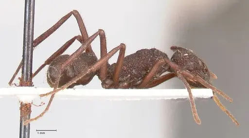 Rhytidoponera laciniosa specimen FOCOL0895 image focol0895_4