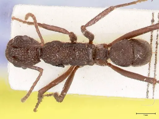 Rhytidoponera laciniosa specimen FOCOL0896 image focol0896_1