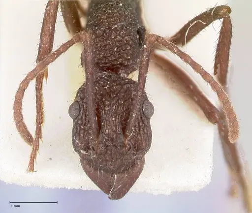 Rhytidoponera laciniosa specimen FOCOL0896 image focol0896_2