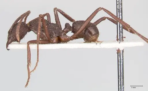 Rhytidoponera laciniosa specimen FOCOL0896 image focol0896_3