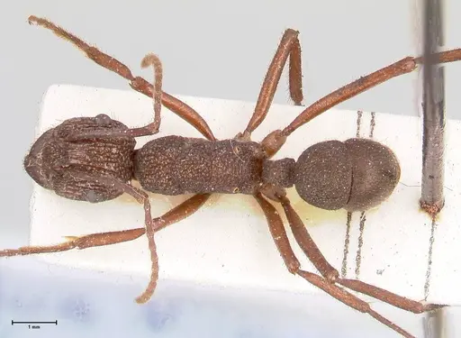 Rhytidoponera laciniosa specimen FOCOL0897 image focol0897_1