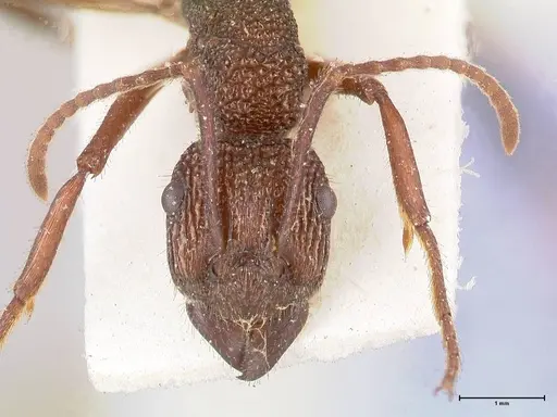 Rhytidoponera laciniosa specimen FOCOL0897 image focol0897_2