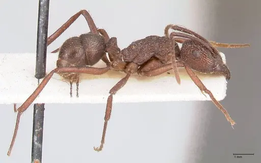 Rhytidoponera laciniosa specimen FOCOL0897 image focol0897_4