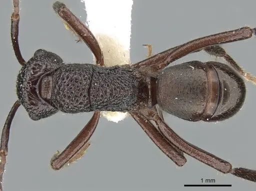 Rhytidoponera lamellinodis specimen CASENT0281272 image casent0281272_1