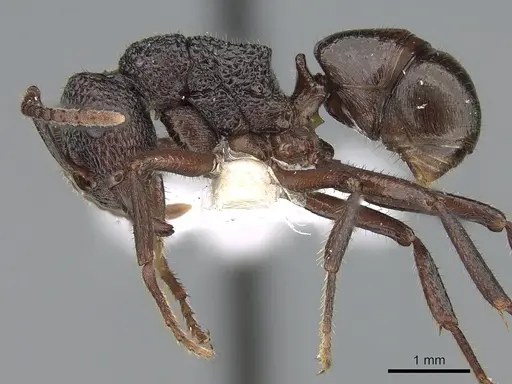 Rhytidoponera lamellinodis specimen CASENT0281272 image casent0281272_3