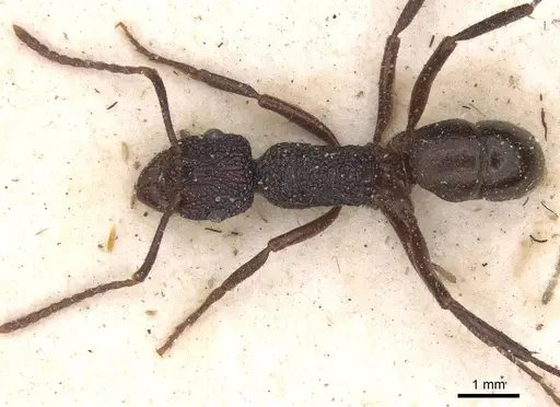Rhytidoponera lamellinodis specimen CASENT0915138 image casent0915138_1