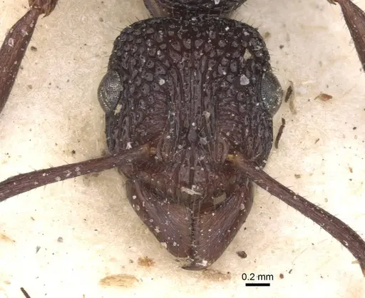 Rhytidoponera lamellinodis specimen CASENT0915138 image casent0915138_2