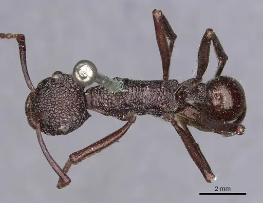 Rhytidoponera laticeps specimen CASENT0907147 image casent0907147_1