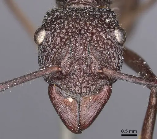 Rhytidoponera laticeps specimen CASENT0907147 image casent0907147_2