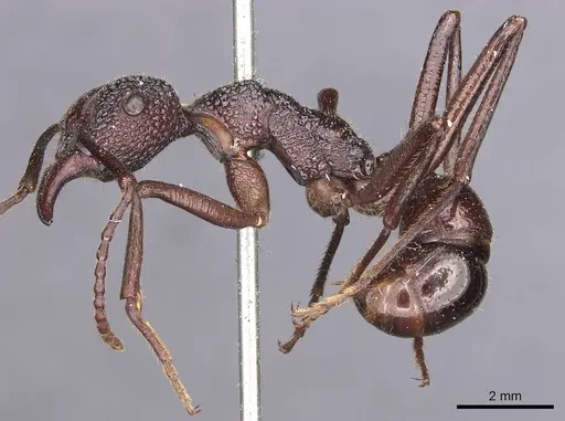 Rhytidoponera laticeps specimen CASENT0907147 image casent0907147_3