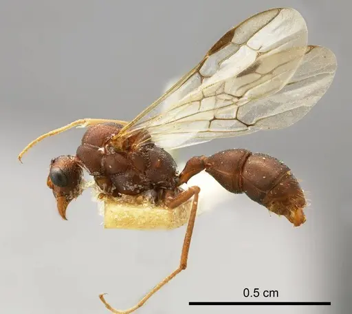 Rhytidoponera levior specimen ANTWEB1008309 image antweb1008309_2