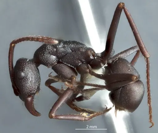 Rhytidoponera levior specimen JDM32-002868 image jdm32-002868_3