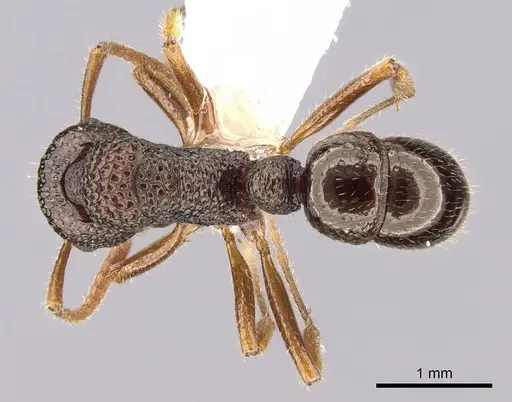 Rhytidoponera litoralis specimen CASENT0281322 image casent0281322_1