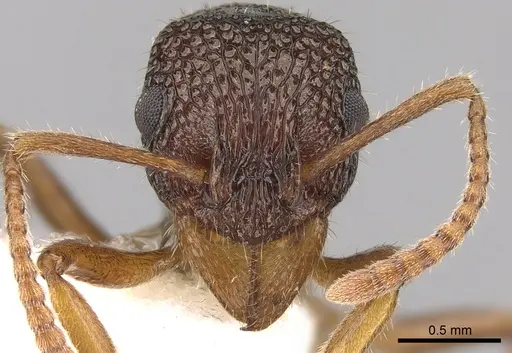 Rhytidoponera litoralis specimen CASENT0281322 image casent0281322_2