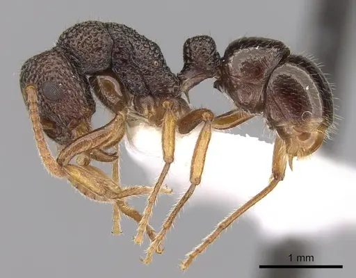 Rhytidoponera litoralis specimen CASENT0281322 image casent0281322_3