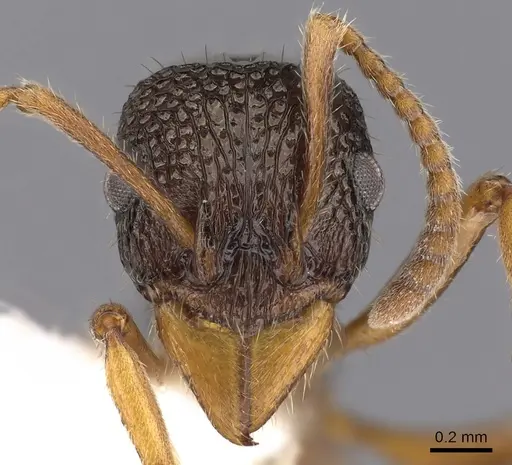 Rhytidoponera litoralis specimen CASENT0900540 image casent0900540_2