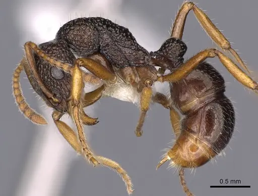 Rhytidoponera litoralis specimen CASENT0900540 image casent0900540_3
