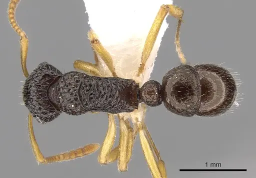 Rhytidoponera luteipes specimen CASENT0281323 image casent0281323_1