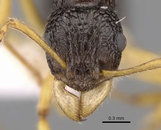 Rhytidoponera luteipes specimen CASENT0281323 image casent0281323_2
