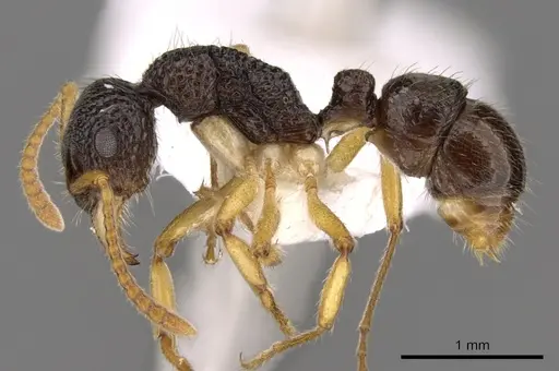 Rhytidoponera luteipes specimen CASENT0281323 image casent0281323_3