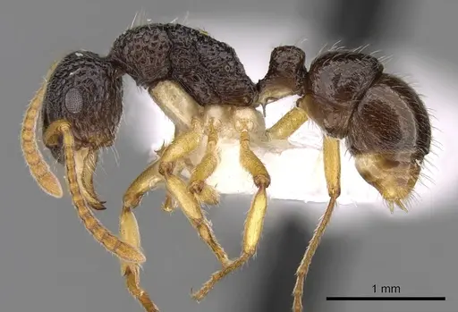 Rhytidoponera luteipes specimen CASENT0281323 image casent0281323_4