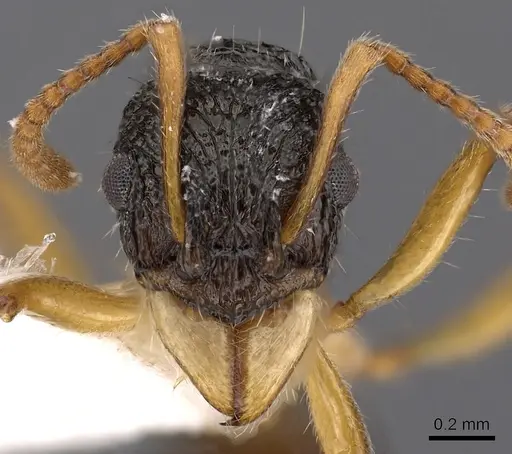 Rhytidoponera luteipes specimen CASENT0900541 image casent0900541_2