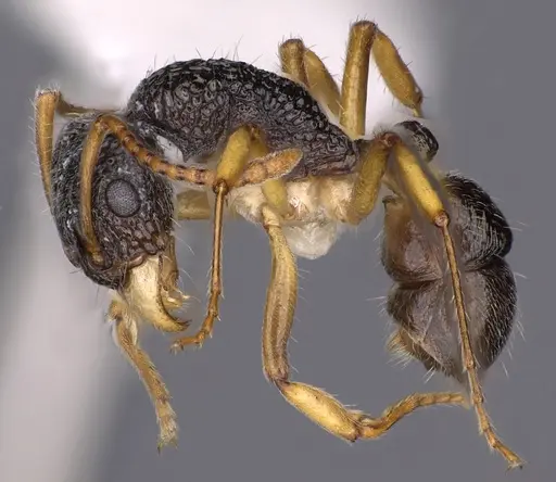 Rhytidoponera luteipes specimen CASENT0900541 image casent0900541_3