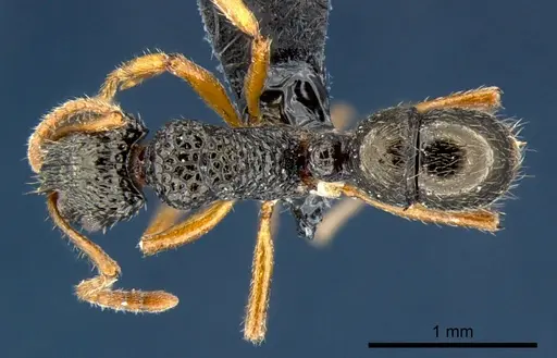 Rhytidoponera luteipes specimen CSIRONC0117 image csironc0117_1