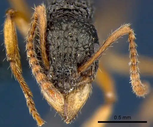 Rhytidoponera luteipes specimen CSIRONC0117 image csironc0117_2