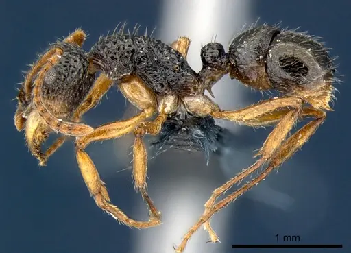 Rhytidoponera luteipes specimen CSIRONC0117 image csironc0117_3