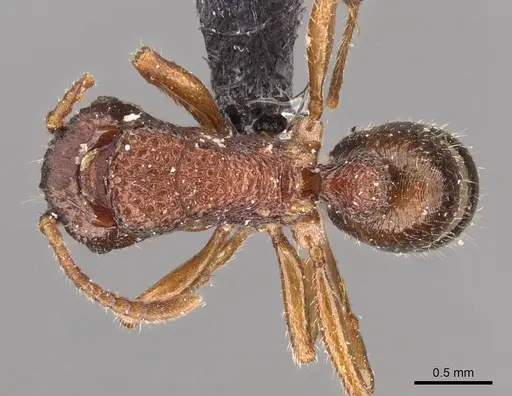 Rhytidoponera maledicta specimen CASENT0907165 image casent0907165_1