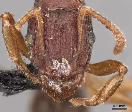 Rhytidoponera maledicta specimen CASENT0907165 image casent0907165_2