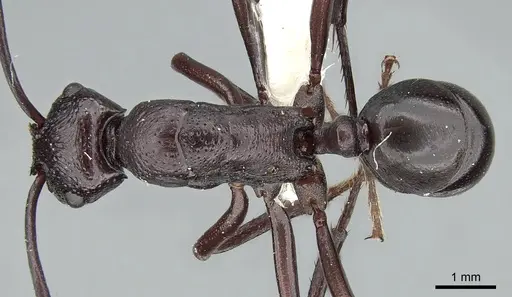 Rhytidoponera maniae specimen CASENT0281299 image casent0281299_1