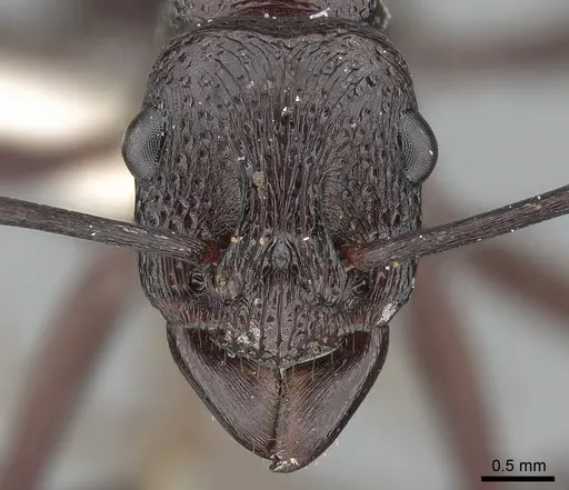 Rhytidoponera maniae specimen CASENT0281299 image casent0281299_2