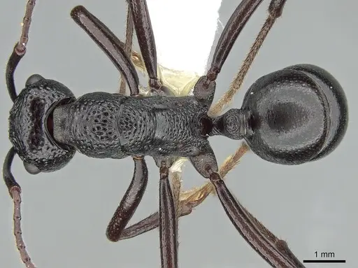 Rhytidoponera maniae specimen CASENT0281300 image casent0281300_1