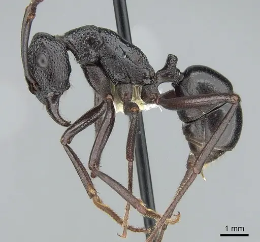 Rhytidoponera maniae specimen CASENT0281300 image casent0281300_3