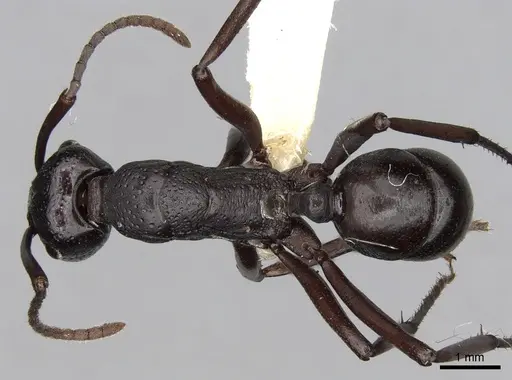 Rhytidoponera maniae specimen CASENT0281823 image casent0281823_1