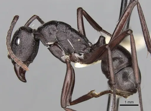 Rhytidoponera maniae specimen CASENT0281823 image casent0281823_3