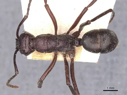 Rhytidoponera maniae specimen CASENT0907139 image casent0907139_1
