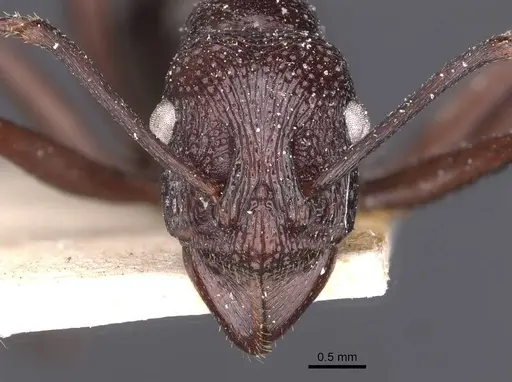 Rhytidoponera maniae specimen CASENT0907139 image casent0907139_2