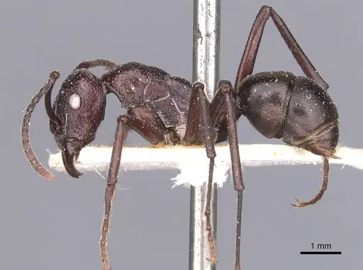 Rhytidoponera maniae specimen CASENT0907139 image casent0907139_3