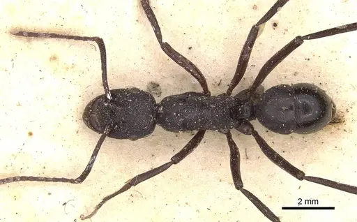 Rhytidoponera maniae specimen CASENT0907148 image casent0907148_1