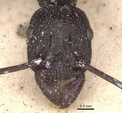 Rhytidoponera maniae specimen CASENT0907148 image casent0907148_2