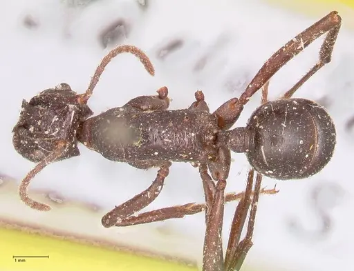 Rhytidoponera maniae specimen FOCOL0911 image focol0911_1