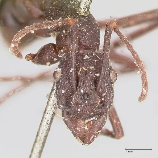Rhytidoponera maniae specimen FOCOL0911 image focol0911_2