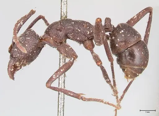 Rhytidoponera maniae specimen FOCOL0911 image focol0911_3